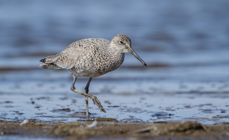 will-it-be-willets-5-of-8.jpg