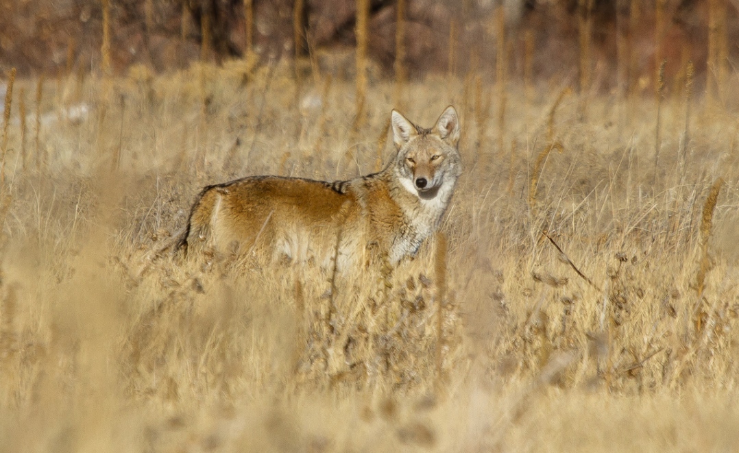 Coyotes at Cherry Creek (3 of 8)