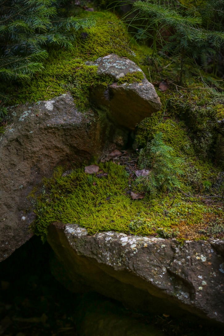 Dense Moss-covered Cliffs in the Forest
